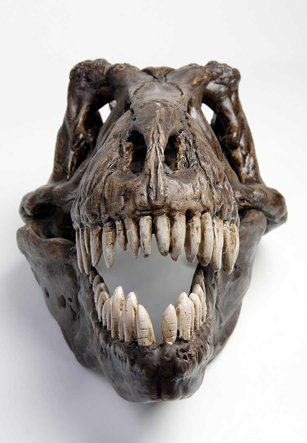 Learn All About Dinosaur Teeth - Dusty Info