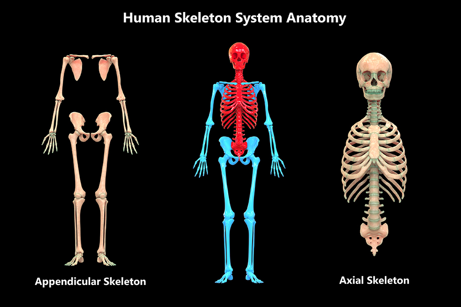 This image has an empty alt attribute; its file name is skeletal-system.jpg