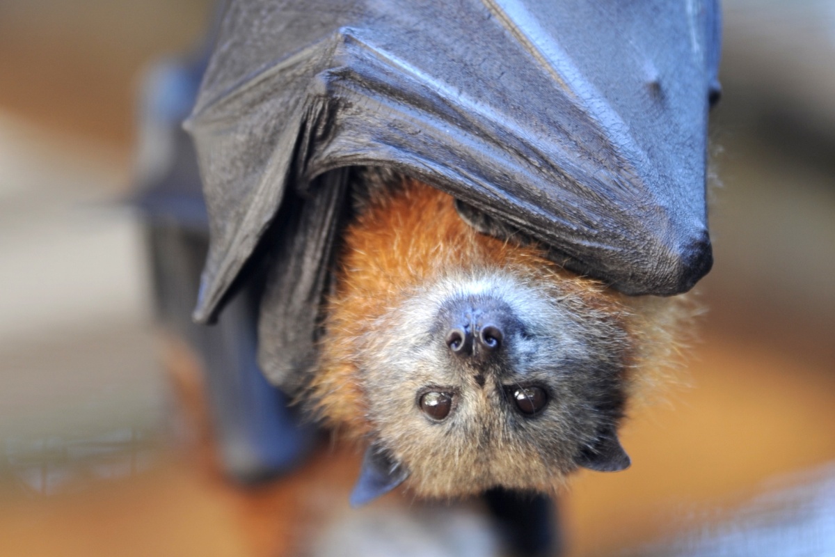 Bats Are Not Blind: Debunking the Myth