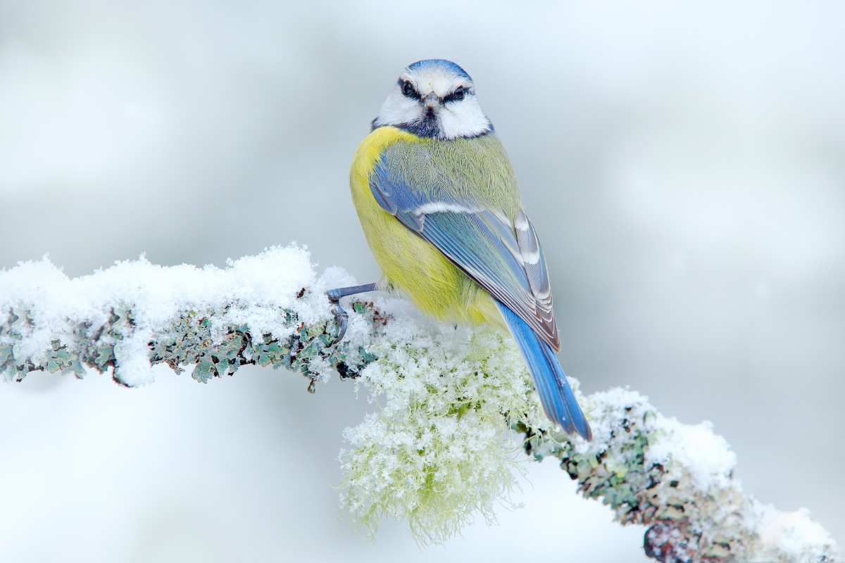 How Birds Brave the Winter Cold