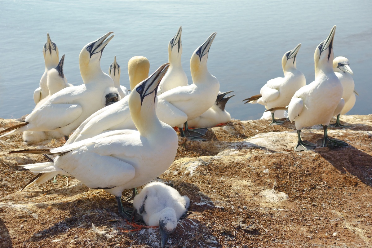 Keeping Cool: Birds Don’t Sweat, So How Do They Avoid Overheating?