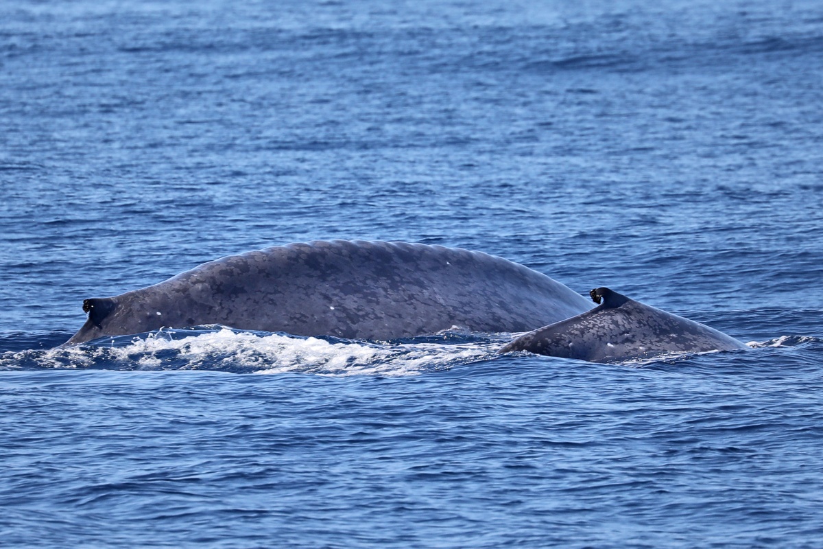 Blue Whale Calves Gain Hundreds of Pounds Daily