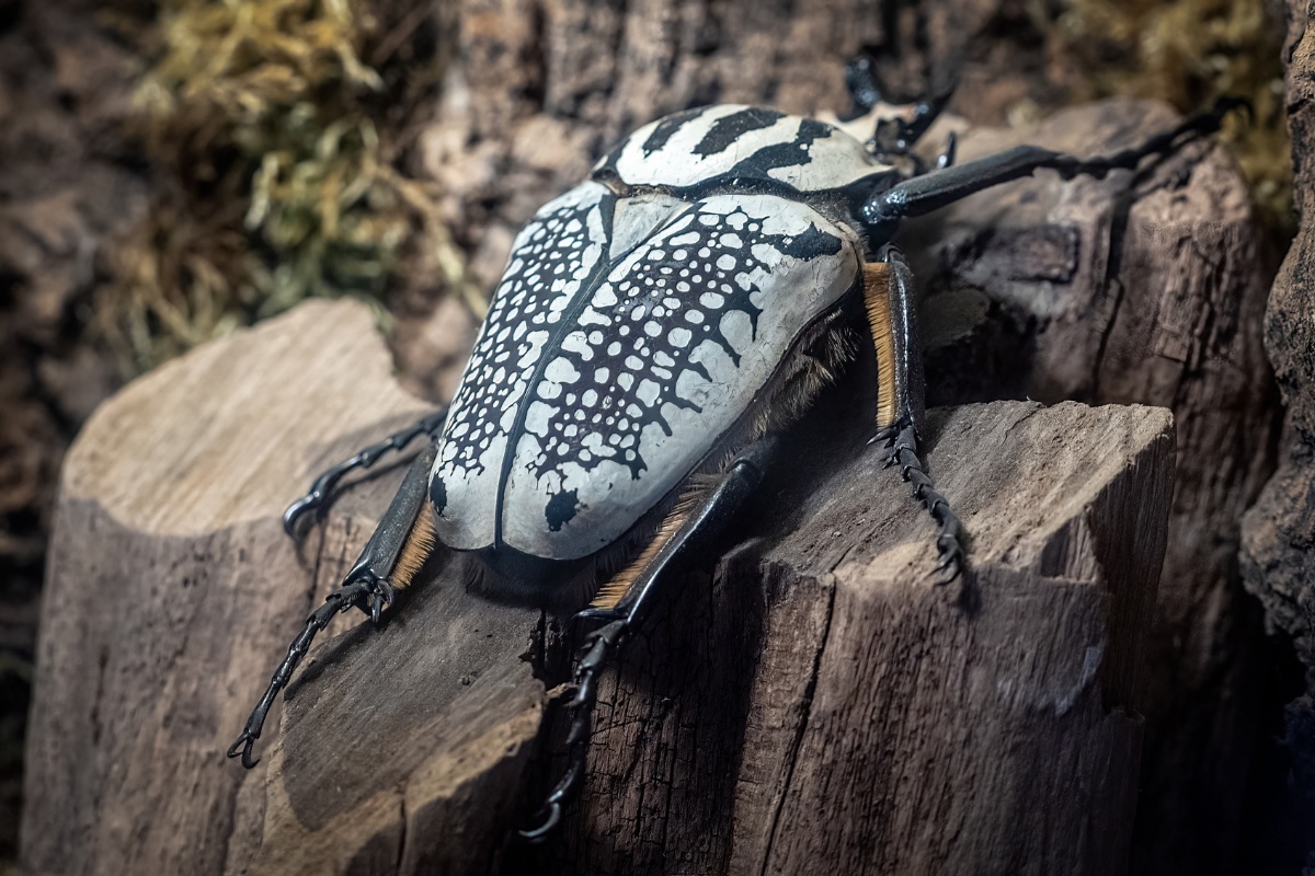 Weighty Insects: Investigating the World’s Heaviest Insects