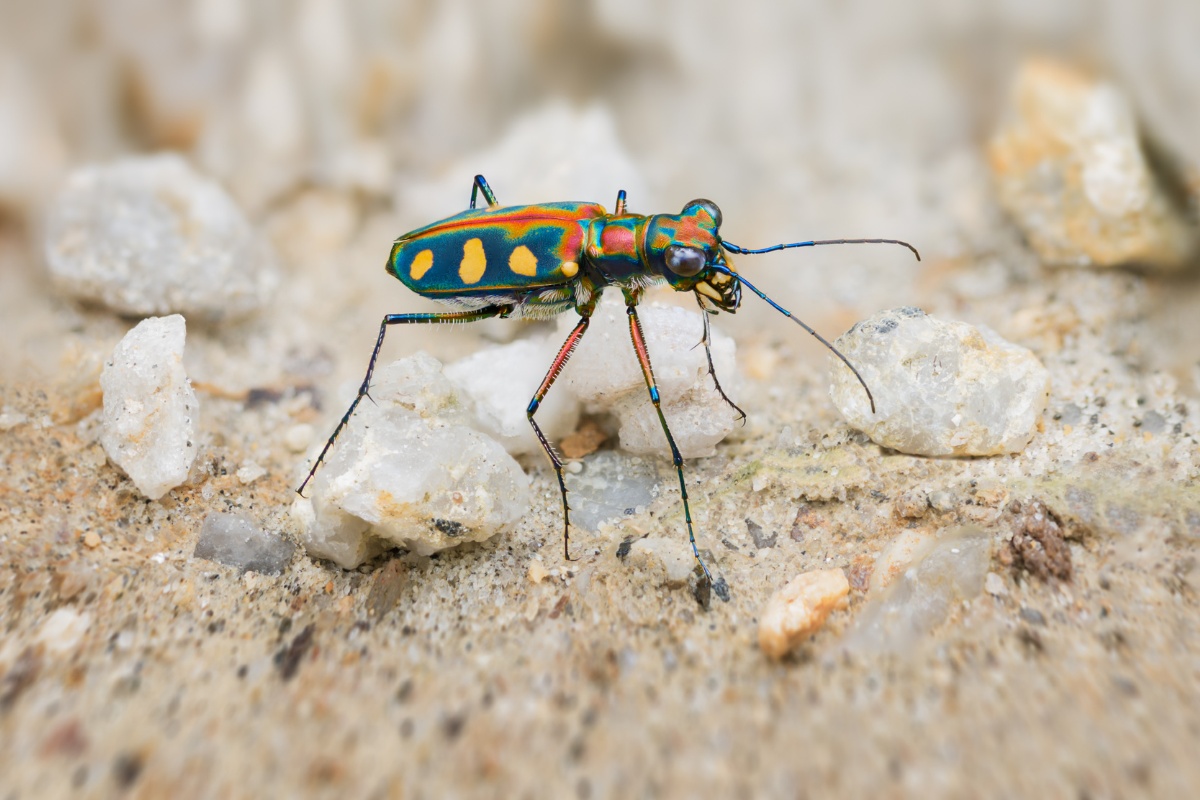 A Tiger Beetle’s Blinding Speed: How They Outmaneuver Obstacles