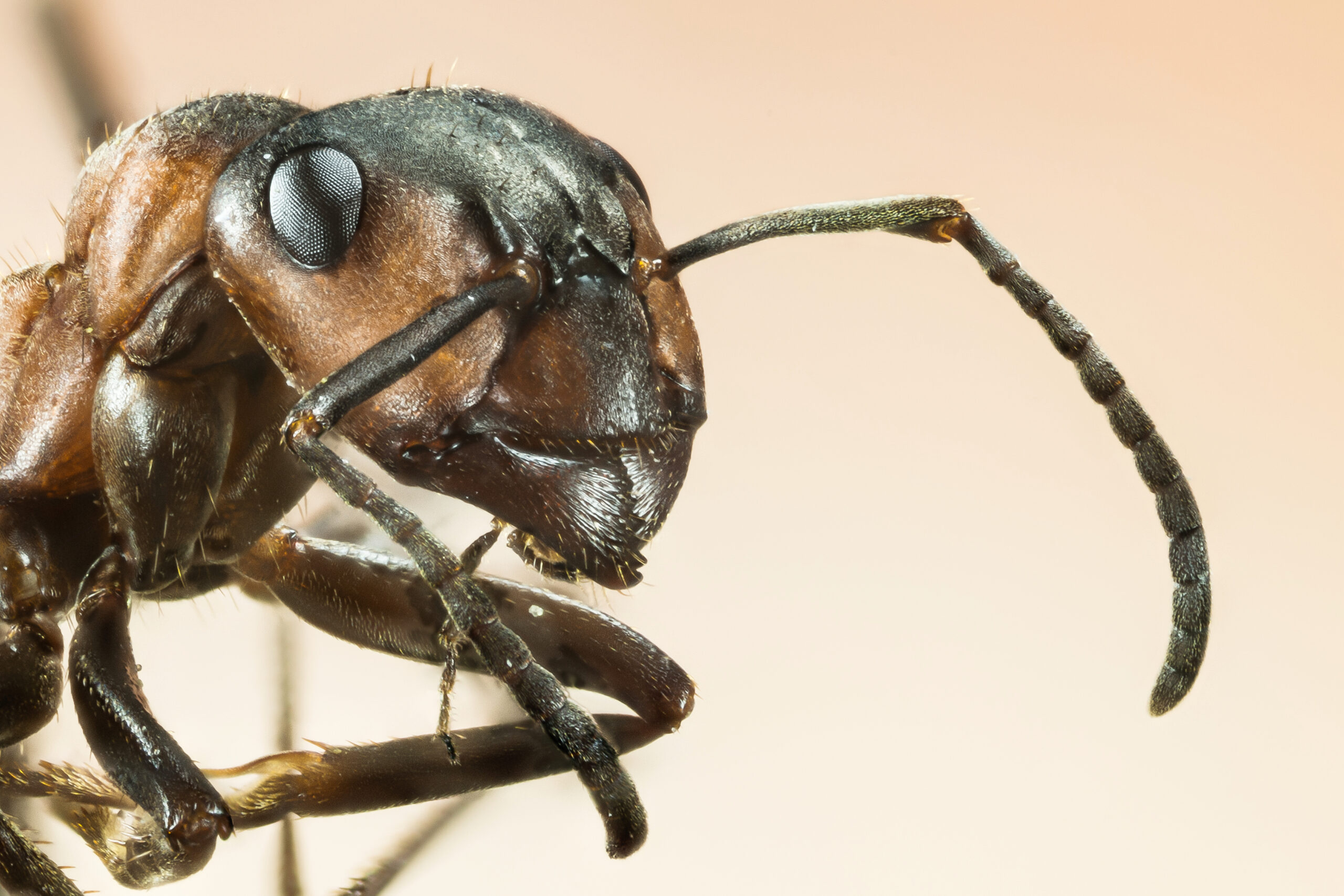 The Surprising Secrets of the Ant Brain