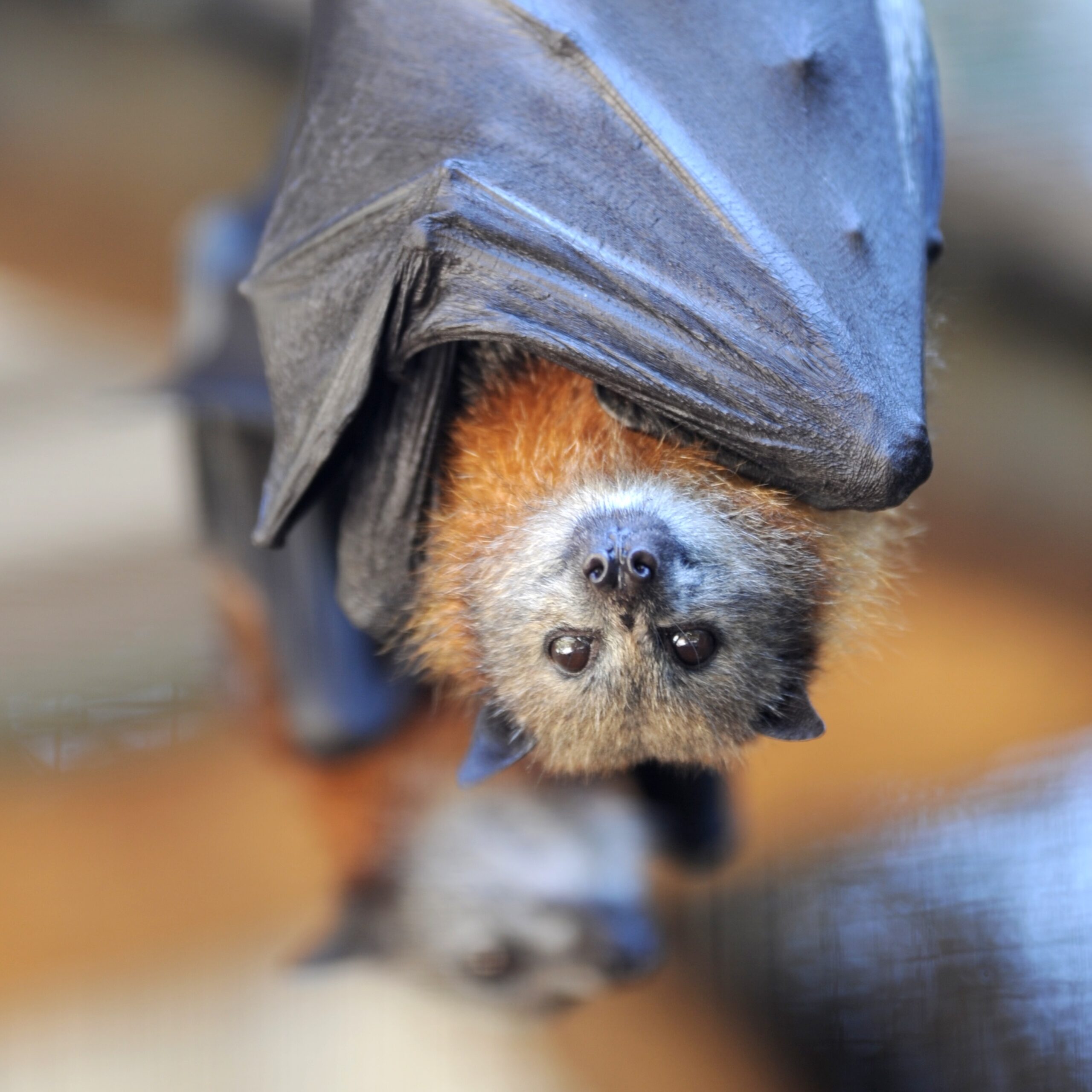 Debunking the Myth: Bats Are Not Blind