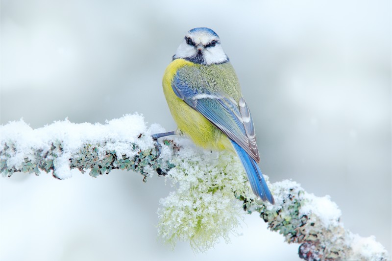 blue tit bird in snow