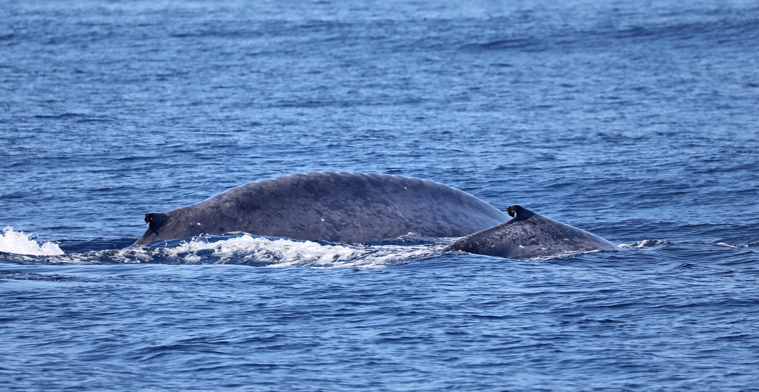 Blue Whale Calves Gain Hundreds of Pounds Daily
