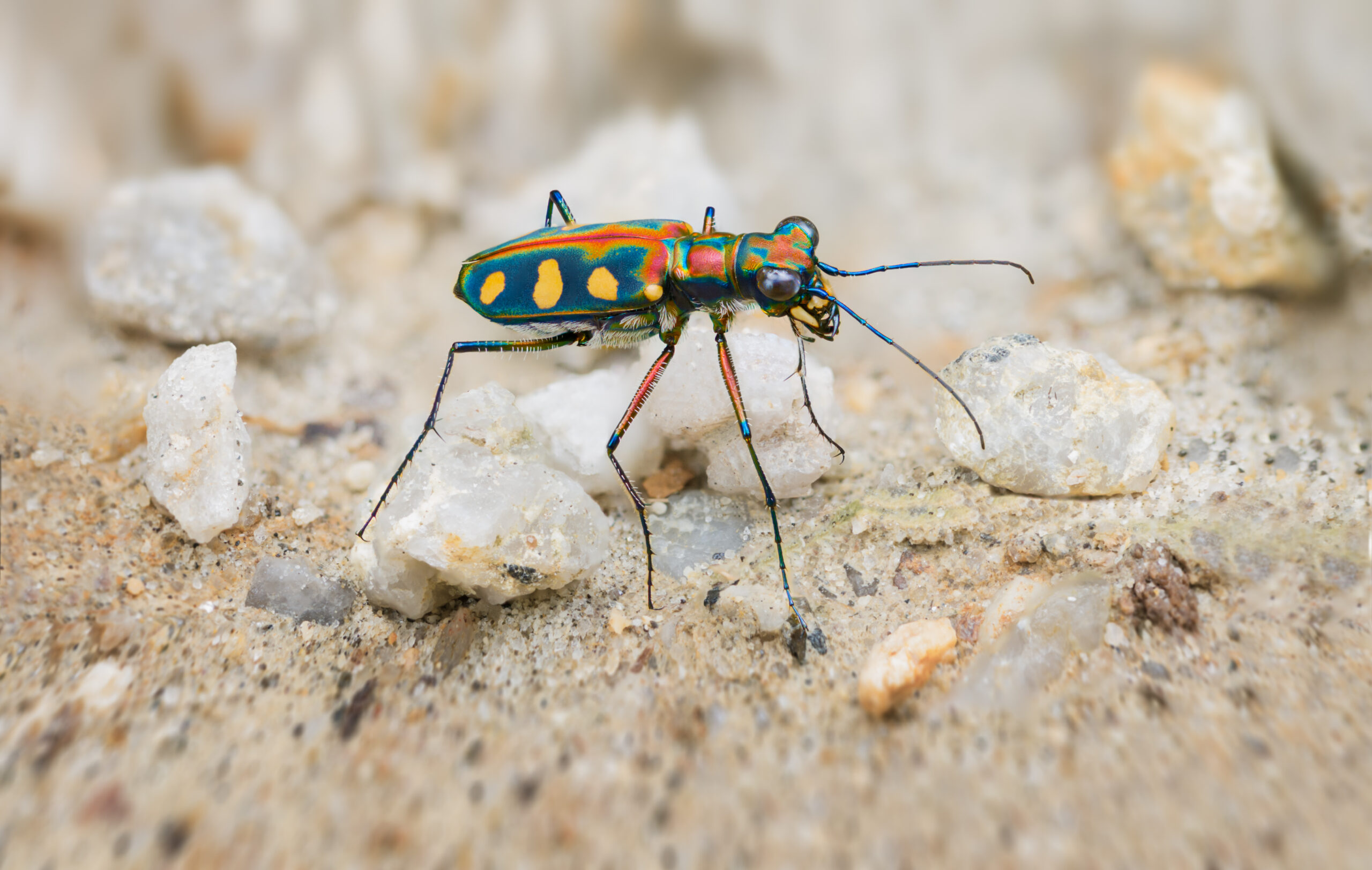 A Tiger Beetle’s Blinding Speed: How They Outmaneuver Obstacles