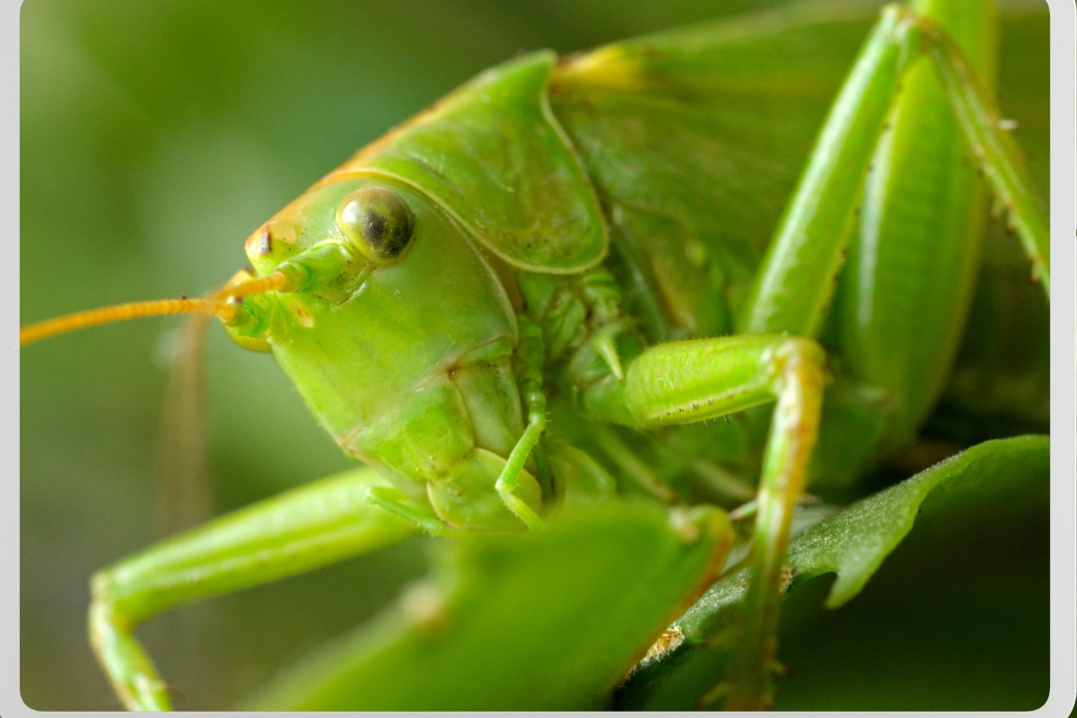 Do Grasshoppers Hear With Their Legs?