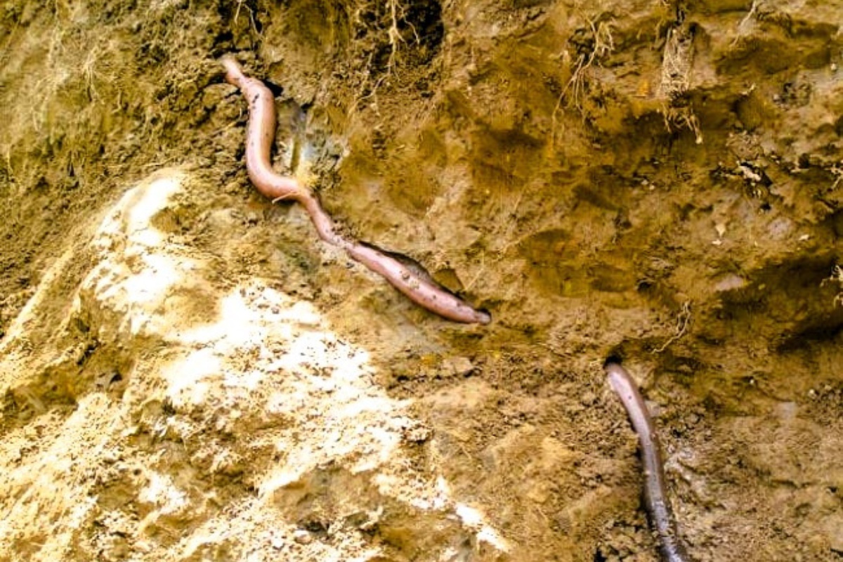 A Worm As Big As A Snake: The Giant Gippsland Earthworm