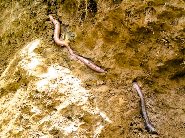 A Worm As Big As A Snake: The Giant Gippsland Earthworm