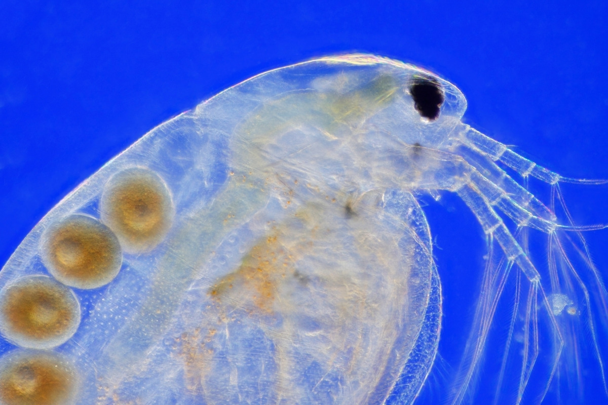 Water Flea Eggs Survive Up To Ten Years Before Hatching