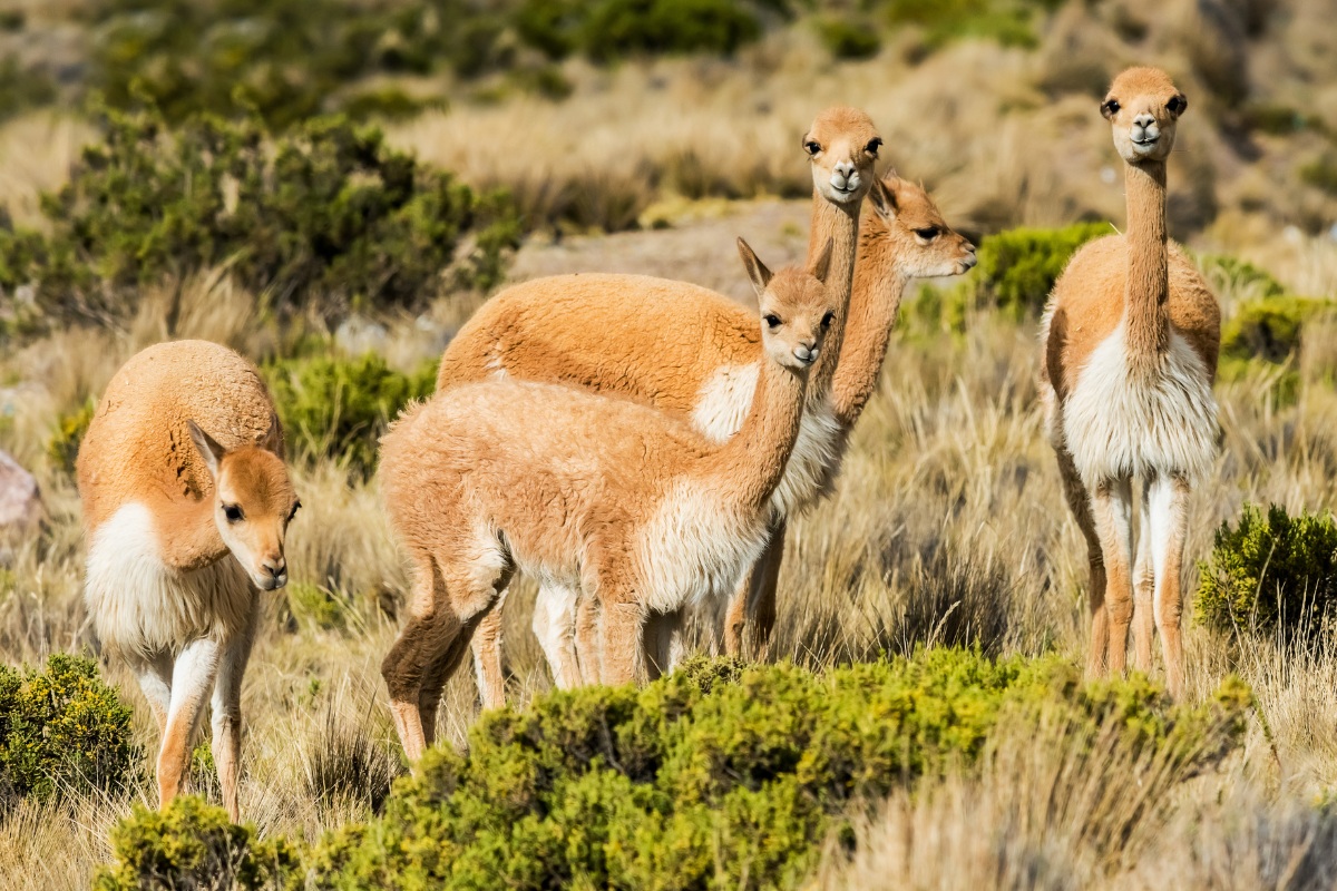 The Smallest Camelid: All About The Vicuña