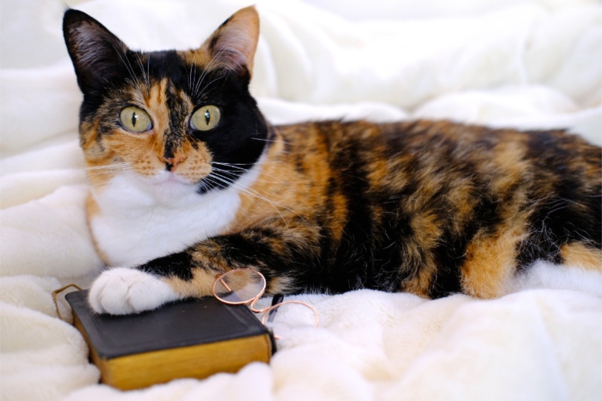 The Curious Case of Cats Missing from the Bible