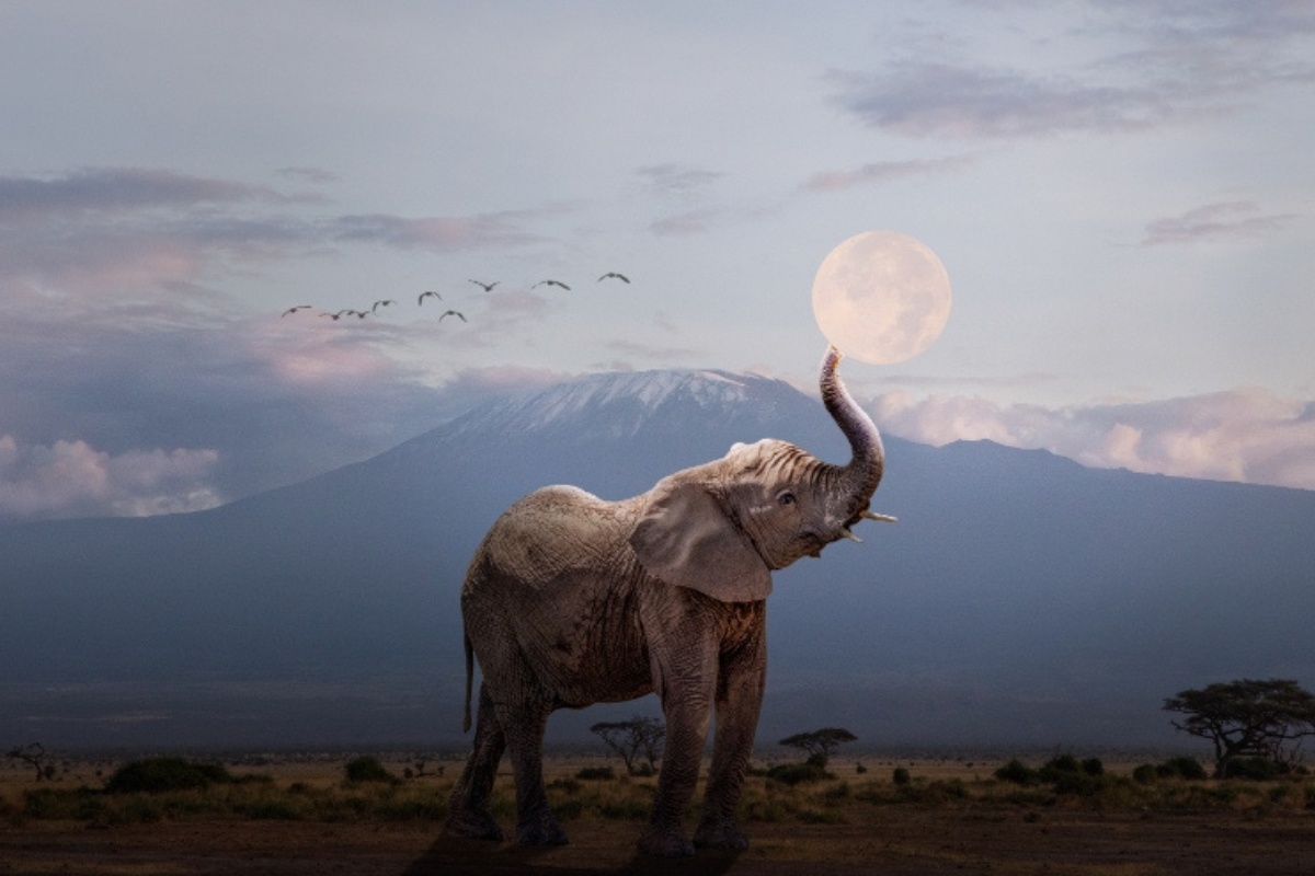 Do Elephants Worship the Moon? Fact or Fiction