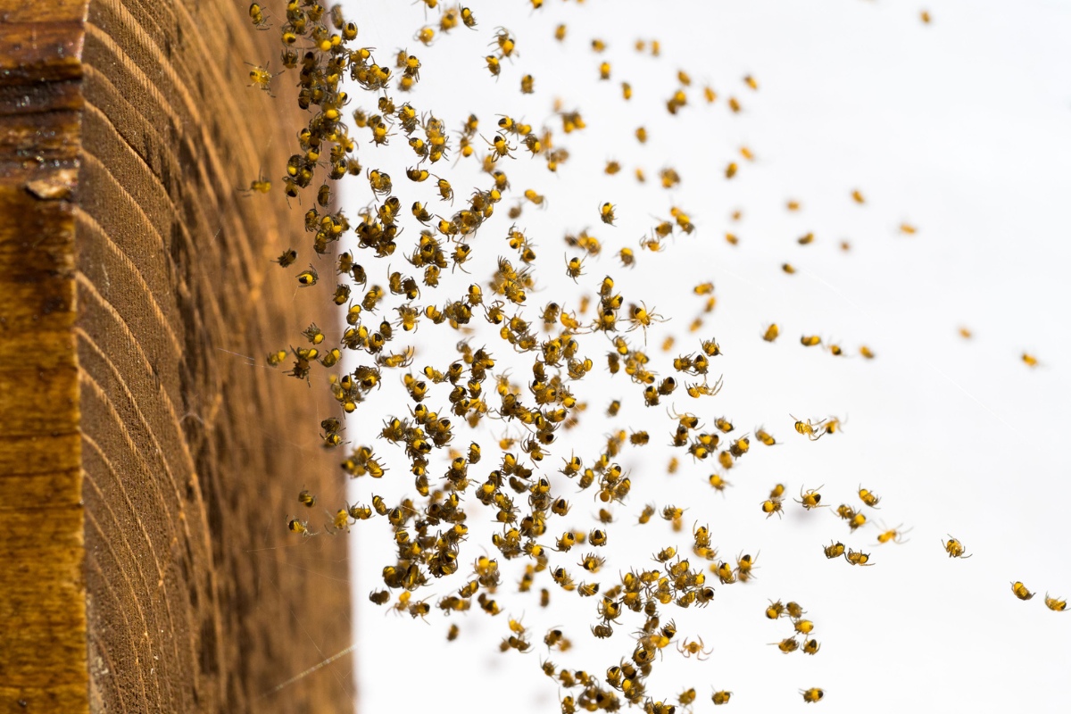 Spider Ballooning: How Spiders Fly