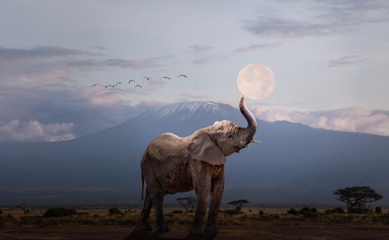 Do Elephants Worship the Moon? Fact or Fiction