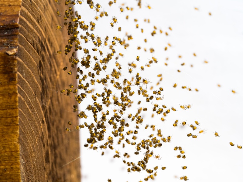 Spider Ballooning: How Spiders Fly