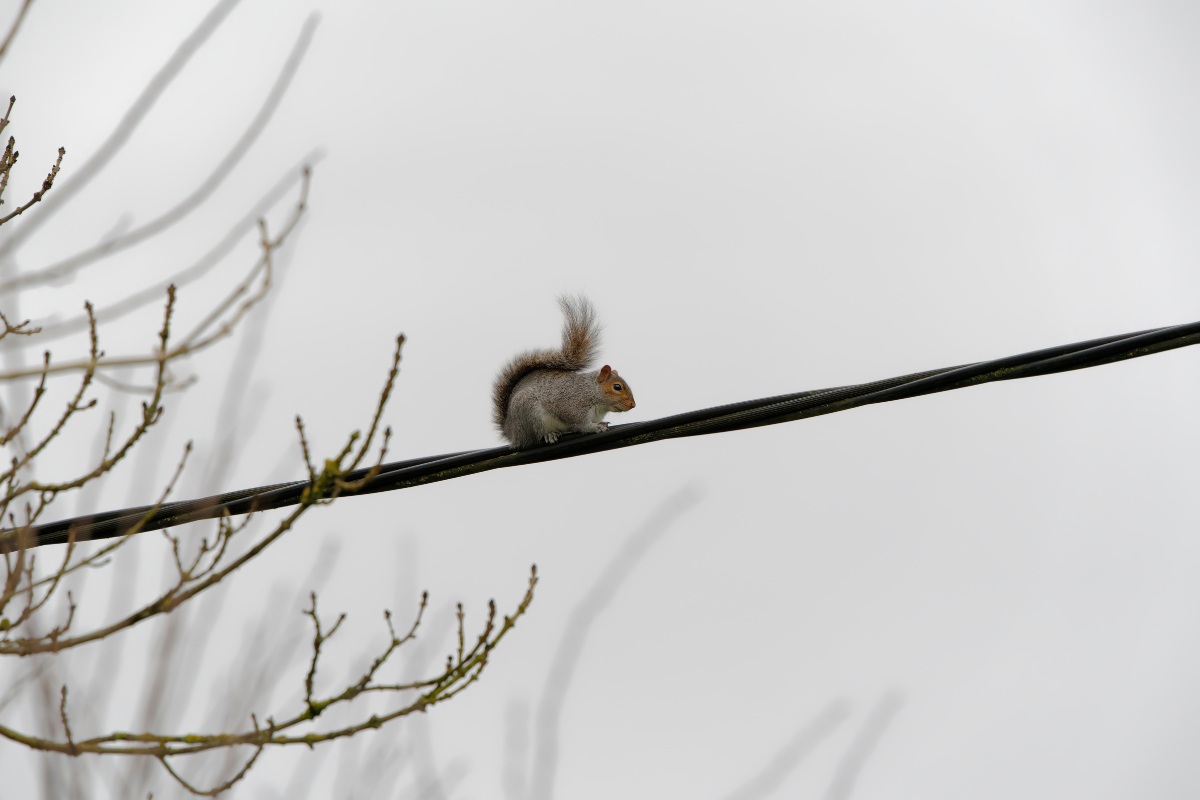 The Link Between Squirrels and Power Outages