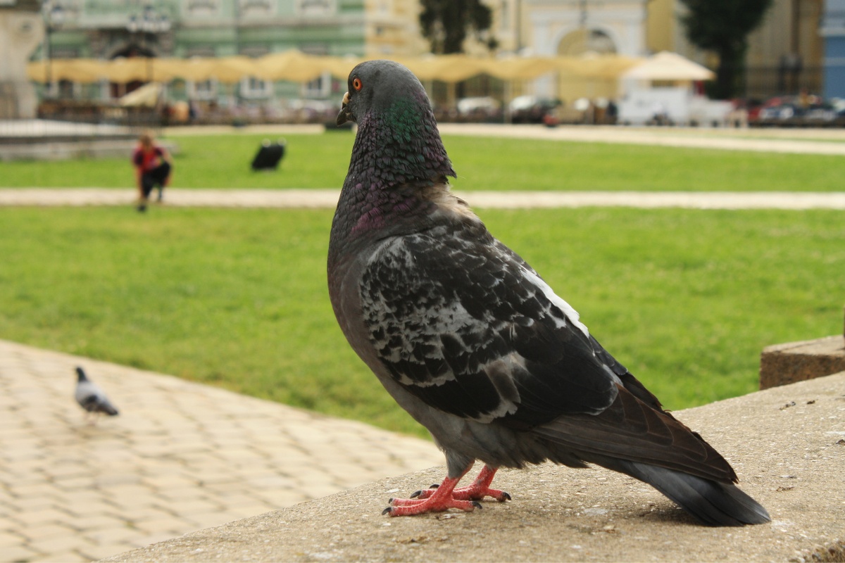 Pigeons vs Doves: Are They Really Different?