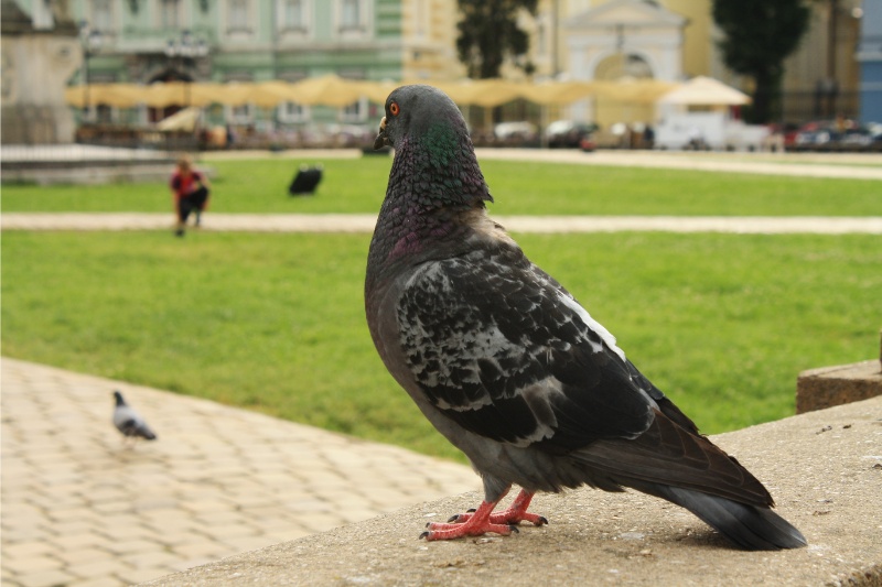 pigeon