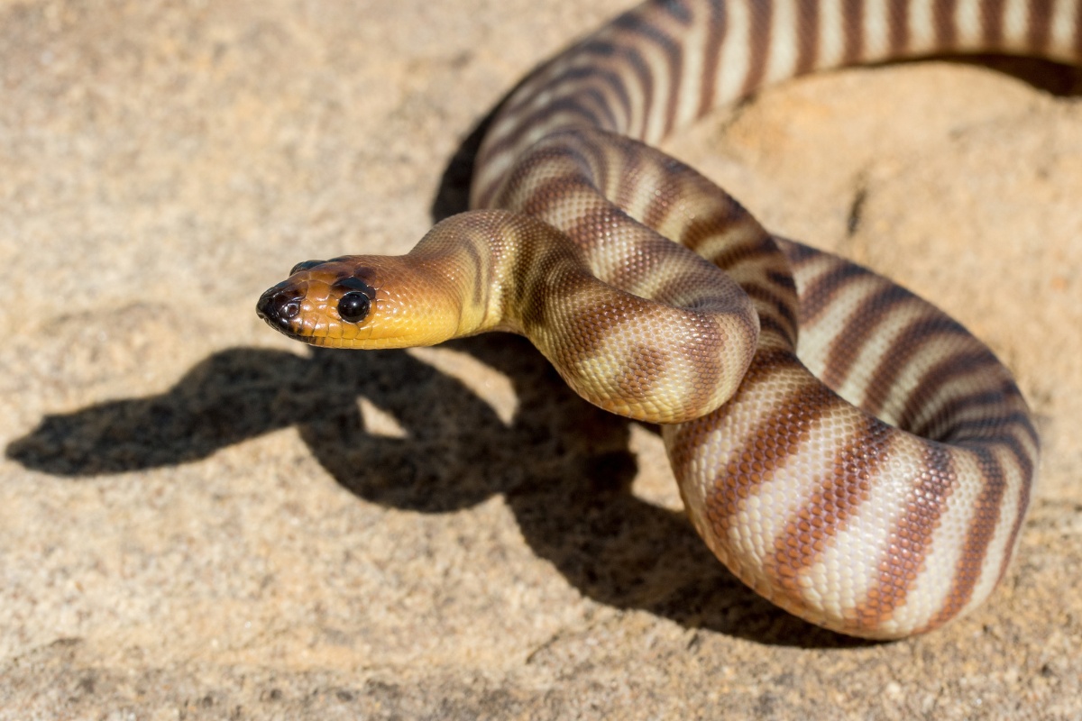 How Snakes Hear Without Ears