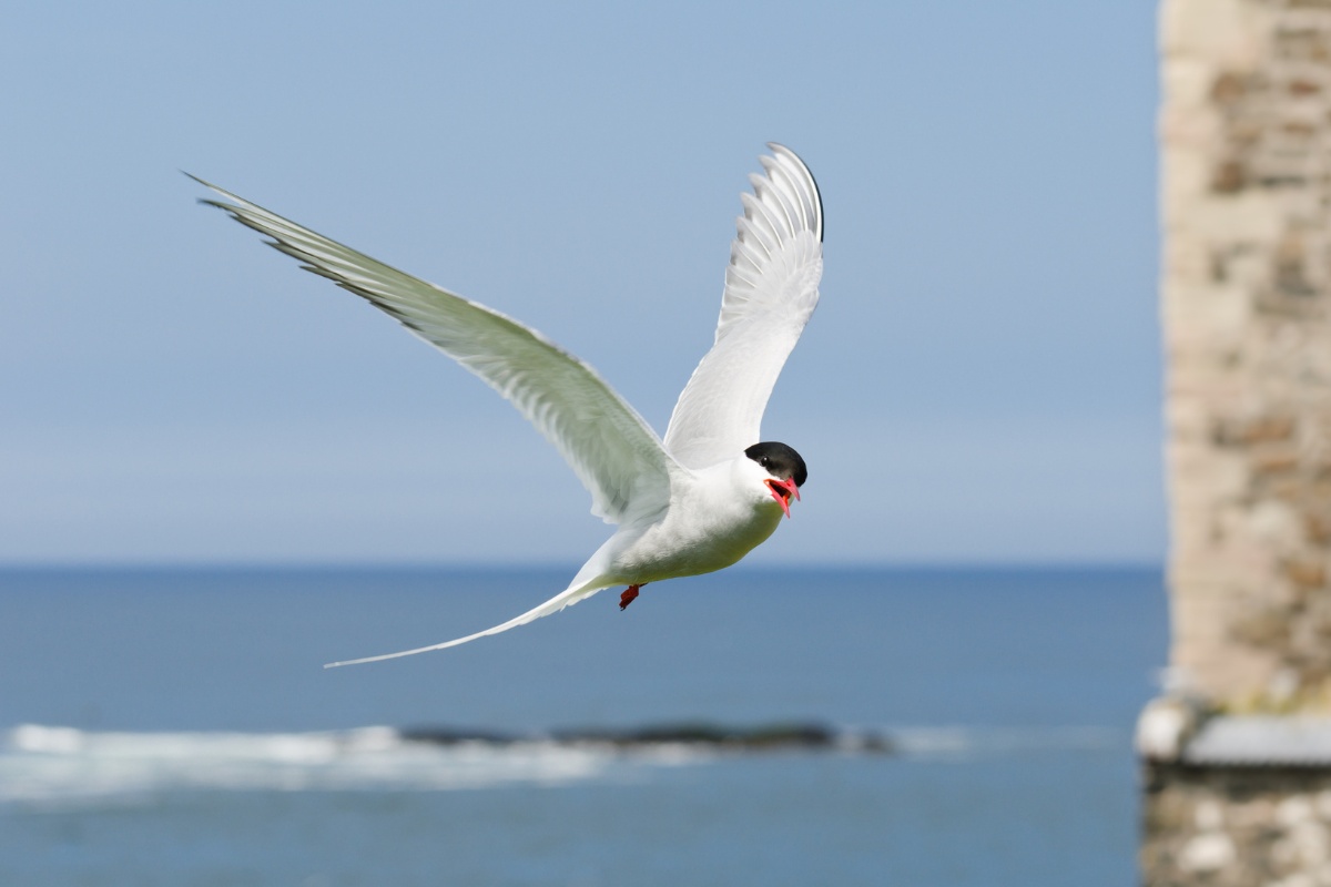 The Phenomenal 23,000-Mile Journey of Arctic Terns