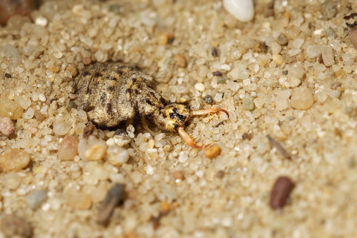 Why Do Doodlebugs Walk Backward?