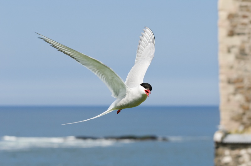 The Phenomenal 23,000-Mile Journey of Arctic Terns