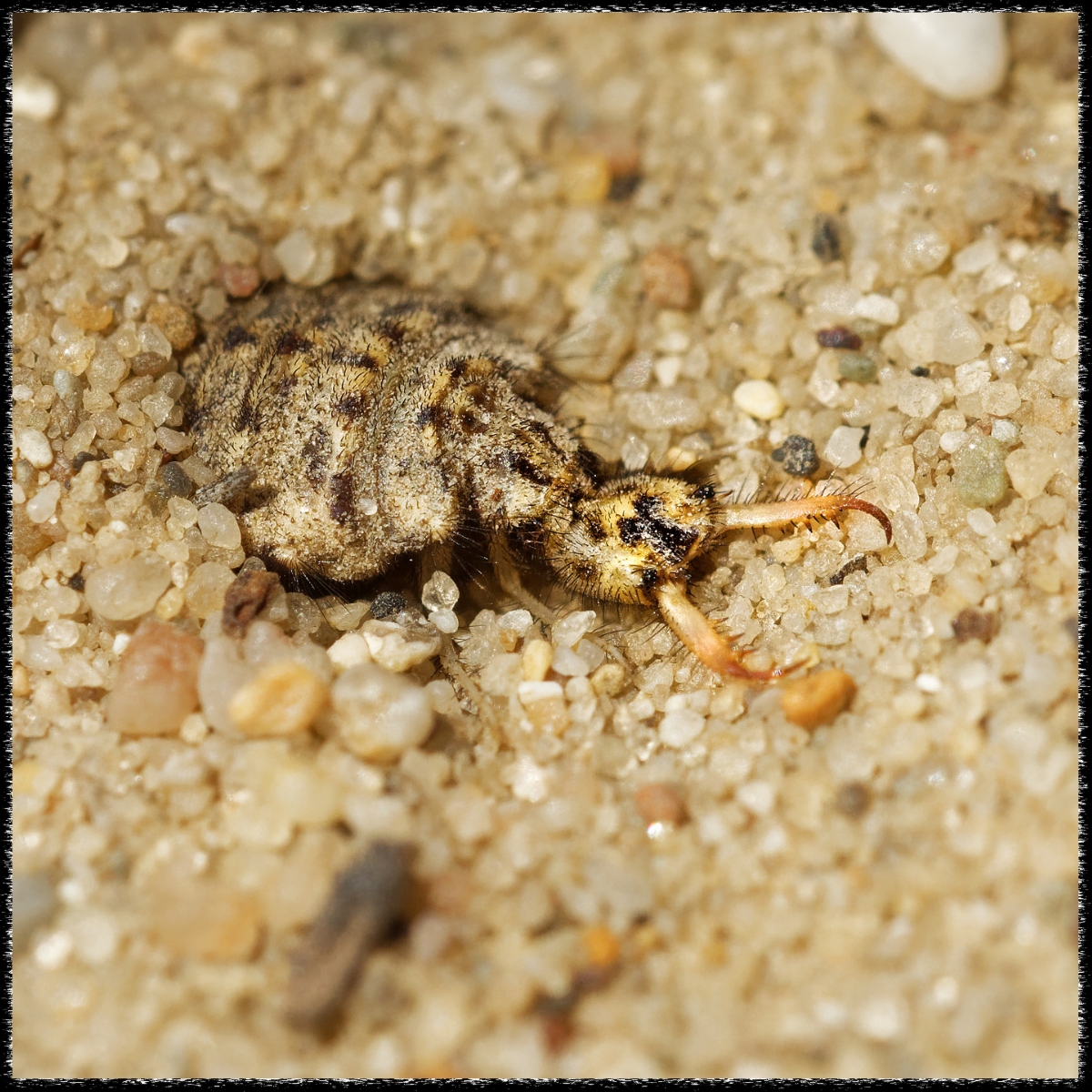 doodlebug in sand