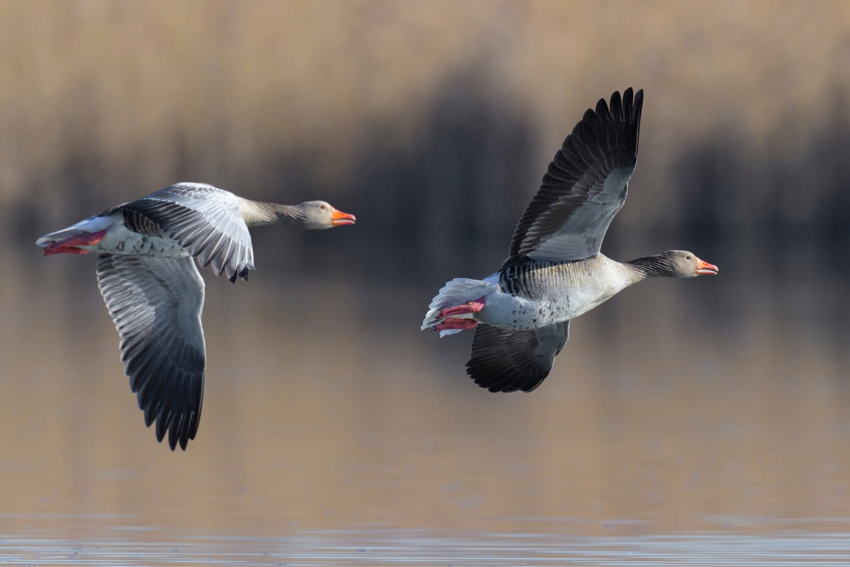 two geese flying over water