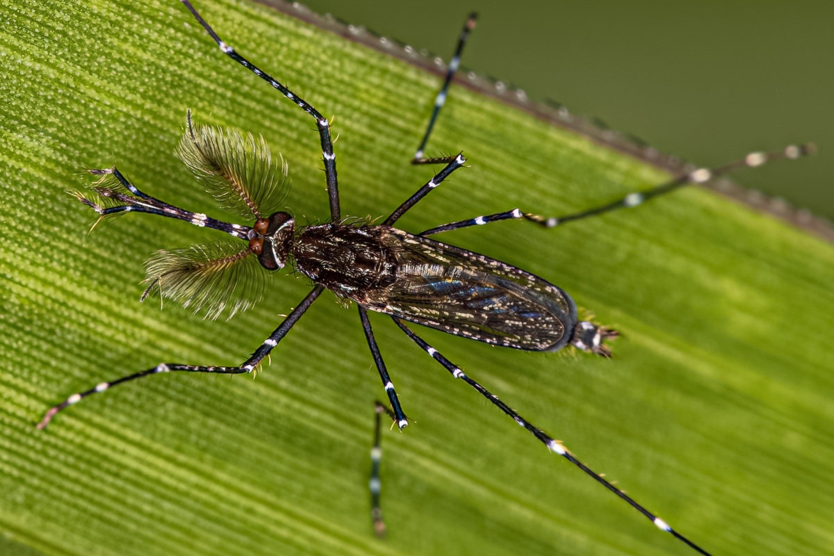 a male mosquito on a leaf