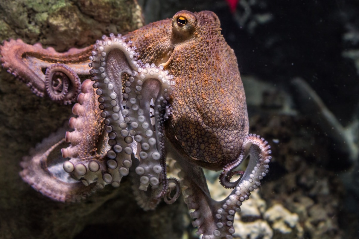 a octopus in the water