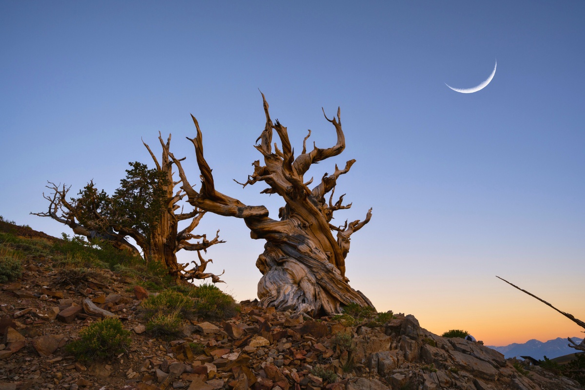 a tree on a hill bristlecone pine