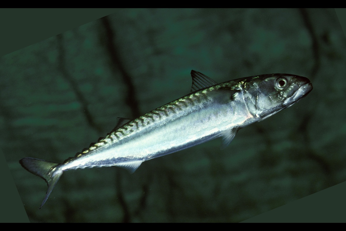 a silver fish swimming in water, atlantic mackerel